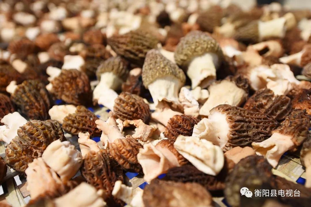 湖南金芙農(nóng)業(yè)科技有限公司,湖南蛹蟲草,湖南羊肚菌,蛹蟲草,羊肚菌,龍新,蟲草酒哪里好,衡陽(yáng)食用菌,衡陽(yáng)羊肚菌,衡陽(yáng)蛹蟲草
